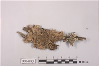 藏品(緣毛梅屬 )的圖片